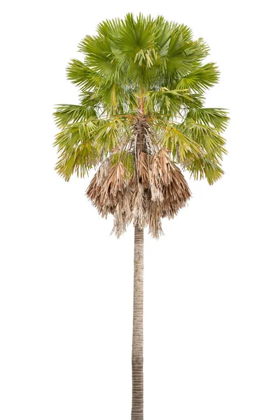 Beyaz arkaplanda palmiye ağacı