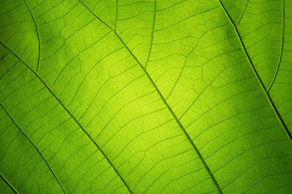 Φύλλα υφή μοτίβο για το φόντο της άνοιξης — Φωτογραφία Αρχείου