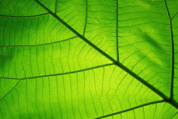 Leaf texture pattern for spring background — Stock Photo, Image