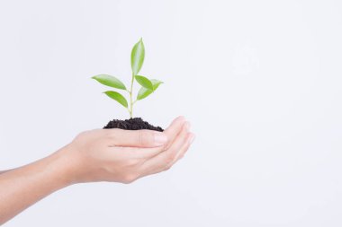 Fide beyaz zemin üzerine, ekoloji kavramı holding eller