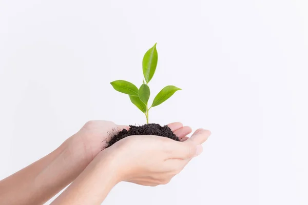 Händer som håller plantan på vit bakgrund, ekologi koncept — Stockfoto