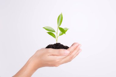 Fide beyaz zemin üzerine, ekoloji kavramı holding eller