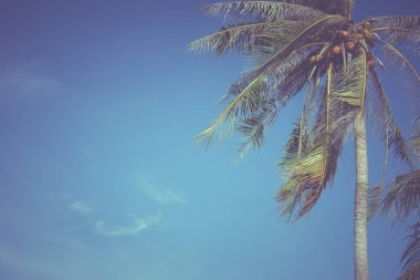 Hindistan cevizi yaprakları mavi gökyüzü arka plan, vintage filtre üzerinde