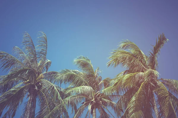 Folhas de coco em um fundo azul céu, filtro vintage — Fotografia de Stock