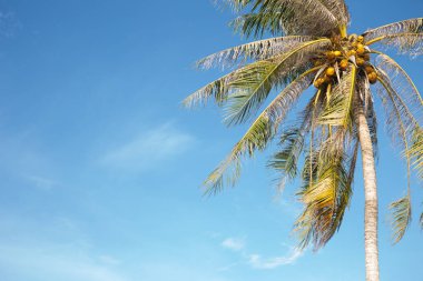Parlak mavi gökyüzü ile Hindistan cevizi hurma ağacı