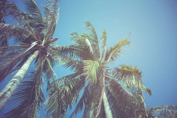 Hindistan cevizi yaprakları mavi gökyüzü arka plan üzerinde