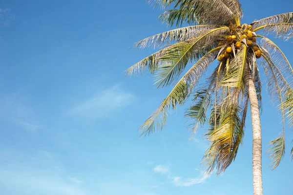 Parlak mavi gökyüzü ile Hindistan cevizi hurma ağacı