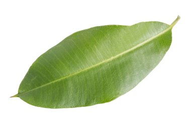 beyaz arkaplanda yeşil yapraklar izole