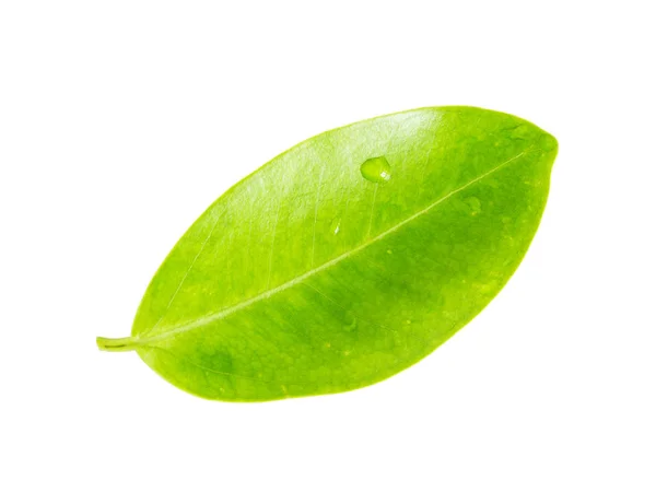 Zelené listy izolované na bílém pozadí — Stock fotografie