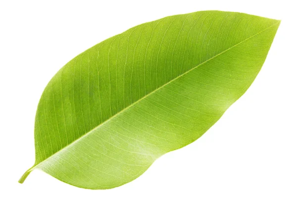 Green leaves isolated on white background,Leaf of the tree Golden shower — Stock Photo, Image