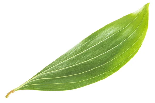 Green leaves isolated on white background — Stock Photo, Image