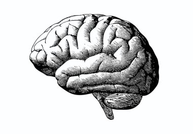 Engraving brain with black on white BG clipart