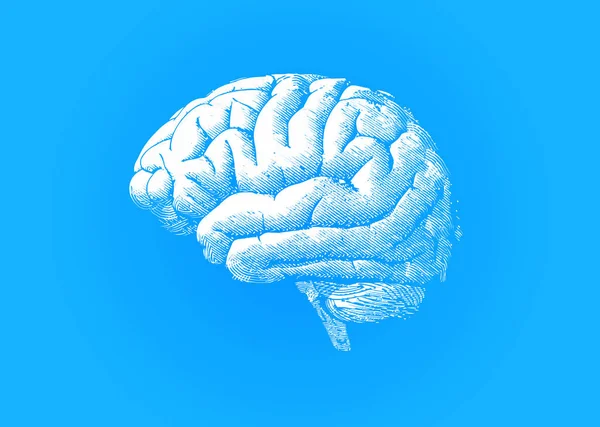 Grabado cerebro blanco en azul BG — Vector de stock