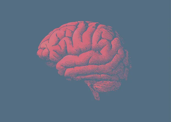 Tinte de grabado cerebro rojo sobre fondo azul — Vector de stock