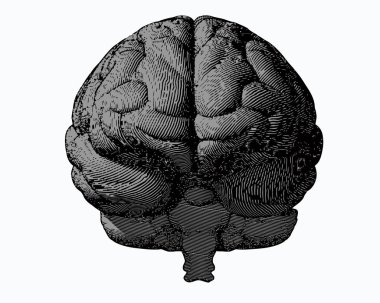 gray engraving brain in front view on white BG clipart