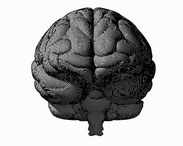 Gray engraving brain in front view on white BG — Stock Vector