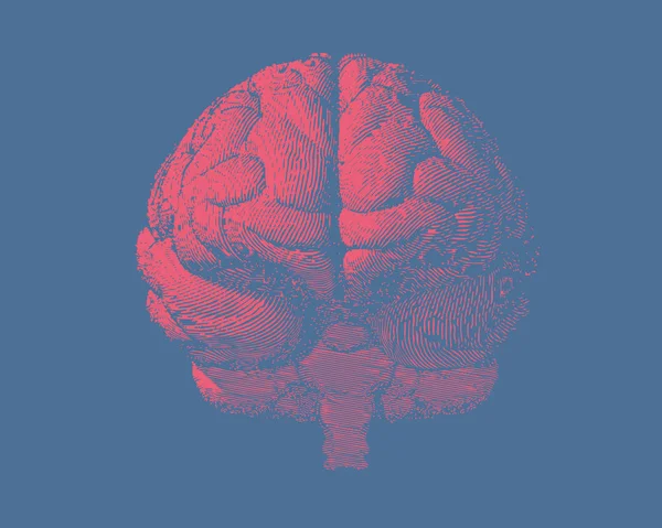 Gravure de l'illustration du cerveau en vue de face sur bleu BG — Image vectorielle