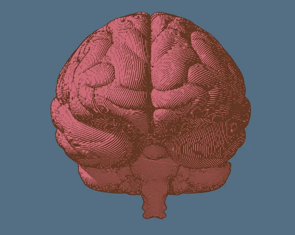 Cerebro grabado rosa en vista frontal en azul BG — Vector de stock