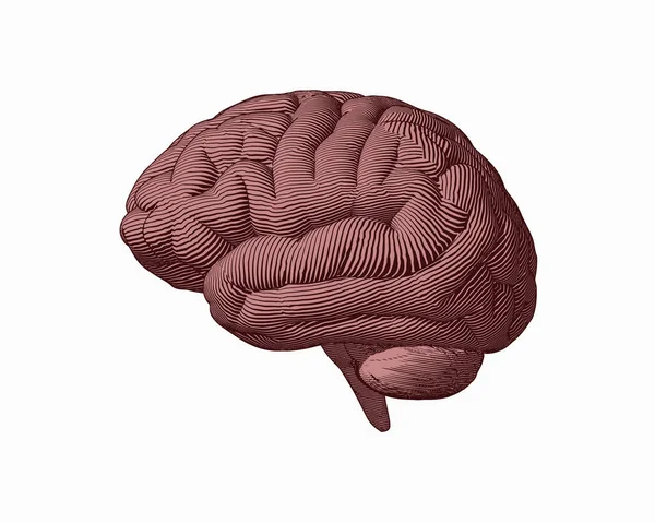 Gravure marron illustration vue du côté du cerveau — Image vectorielle