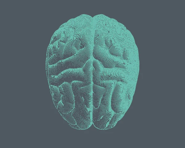 Grabado verde vista superior del cerebro en gris BG — Vector de stock