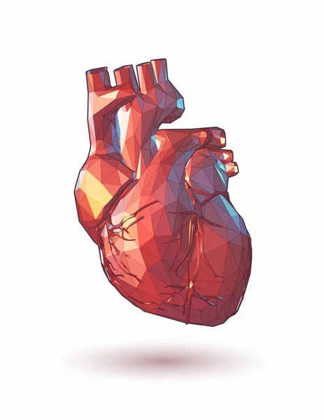 Baixo poli ilustração coração humano — Vetor de Stock