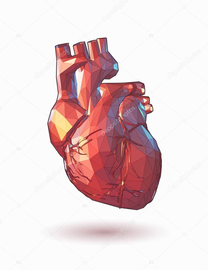 Low poly human heart illustration