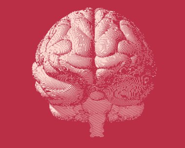 Engraving brain illustration in front view on red BG clipart
