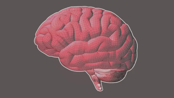 Růžový drátový model mozku boční pohled na hnědá Bg — Stockový vektor