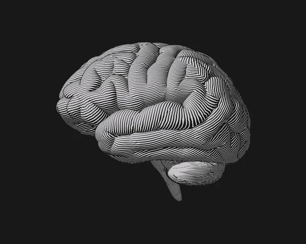 Grabado monocromático vista lateral del cerebro ilustración — Archivo Imágenes Vectoriales