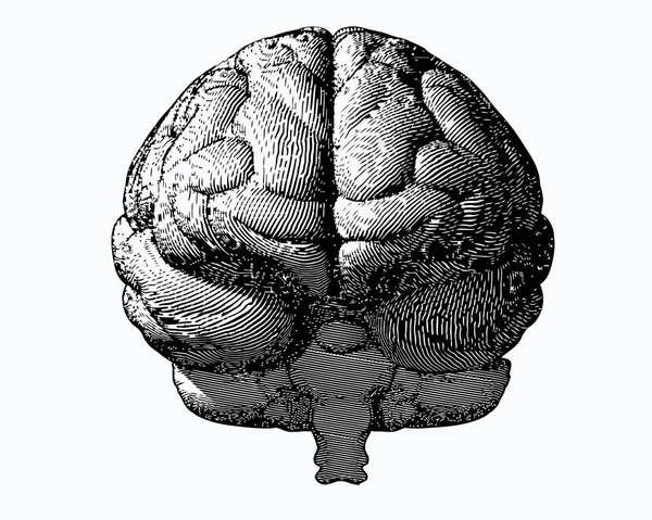 Monochromer Stich Gehirn Frontansicht auf weißem bg — Stockvektor