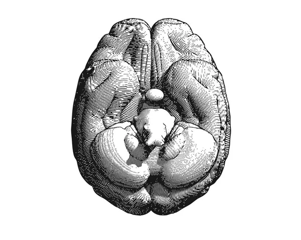 Engraving brain illustration bottom view on white BG — Stock Vector