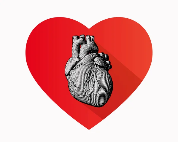 Gravação do coração humano no símbolo do coração BG — Vetor de Stock
