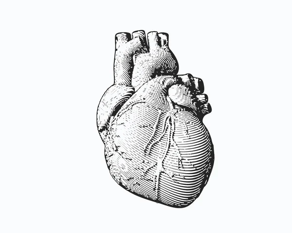 Μονόχρωμη χαρακτική ανθρώπινη καρδιά εικονογράφηση — Διανυσματικό Αρχείο