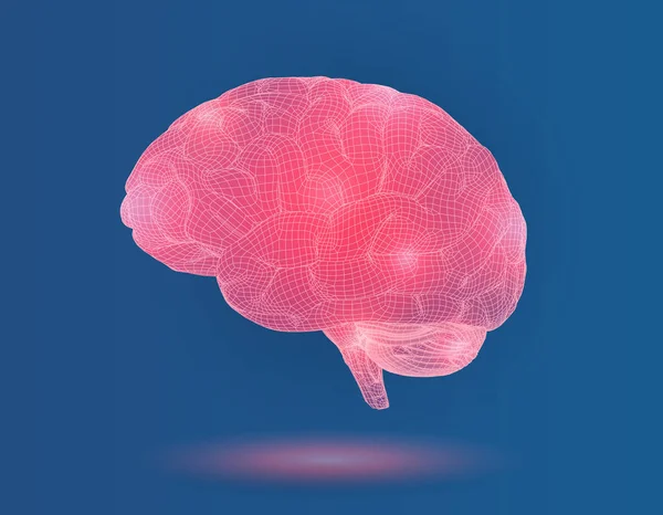 3D model szkieletowy mózgu z punktu świecącego na niebieski Bg — Wektor stockowy