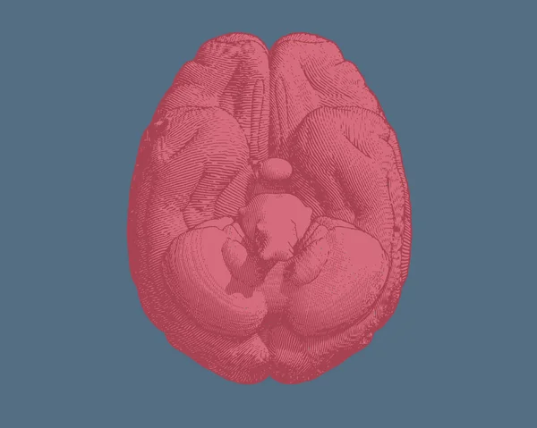 彫刻脳図底面ビュー ブルー Bg — ストックベクタ