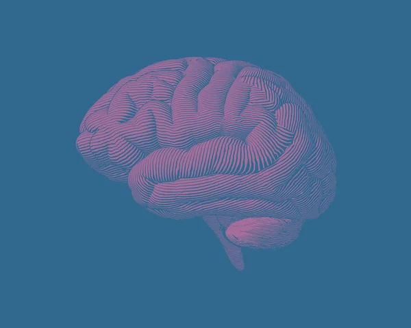 Ροζ χαρακτική εγκεφάλου πλευρά εικονογράφηση θέα σε πράσινο Bg — Διανυσματικό Αρχείο