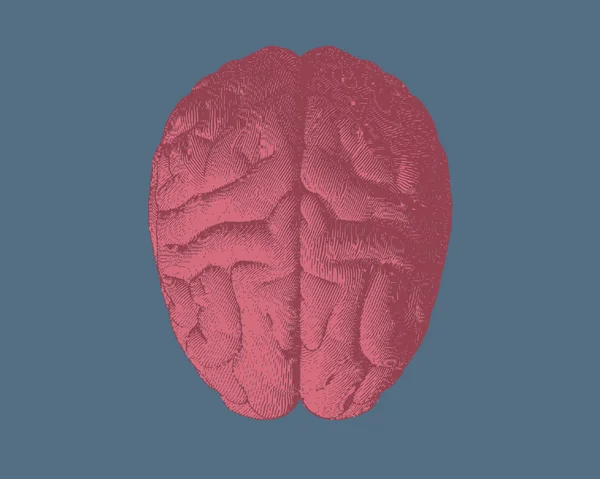 Vista superior do cérebro em Bg azul de gravura — Vetor de Stock