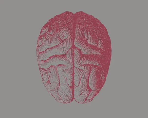 Gravura vermelha desenho cérebro em cinza BG — Vetor de Stock