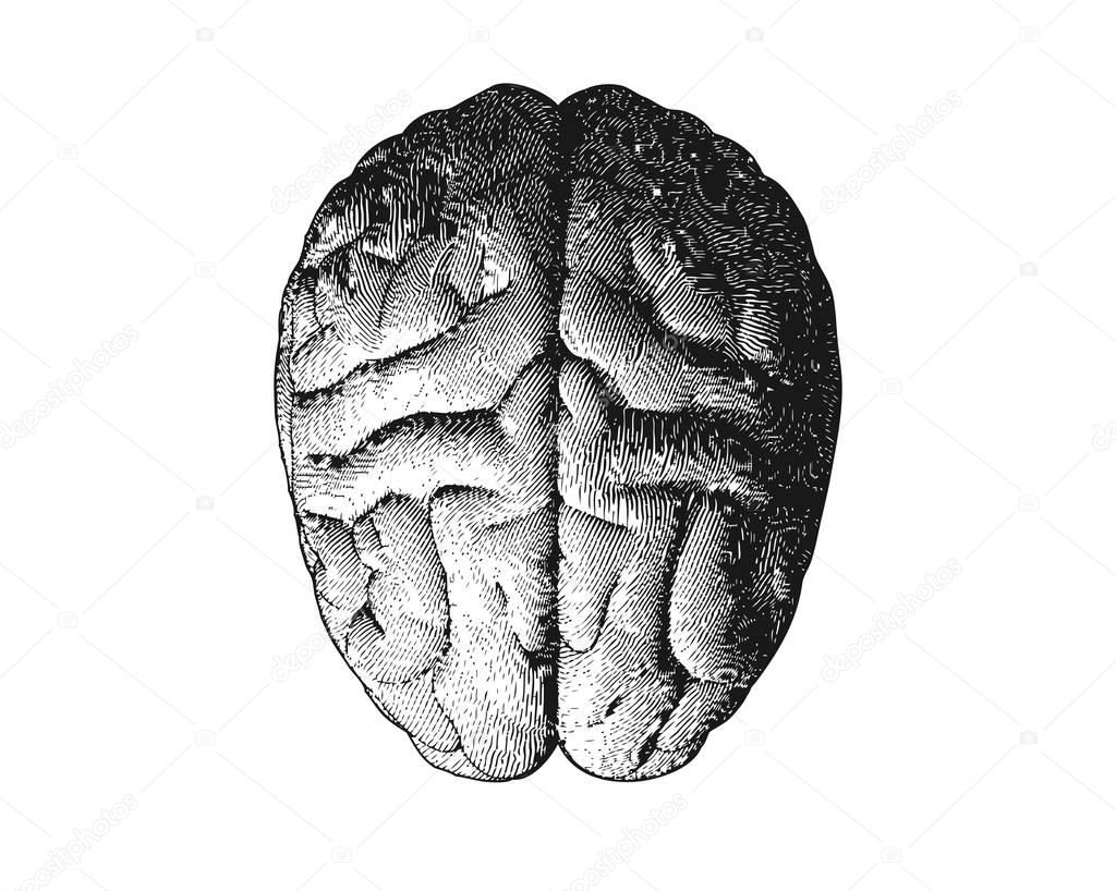 Engraving brain top view on white BG