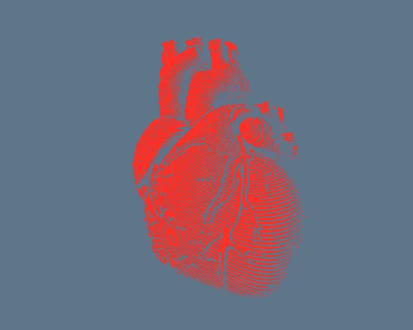Красная иллюстрация сердца человека на серой BG — стоковый вектор