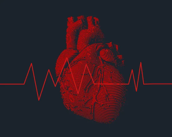 Coração humano vermelho com ilustração de gráfico de frequência cardíaca — Vetor de Stock