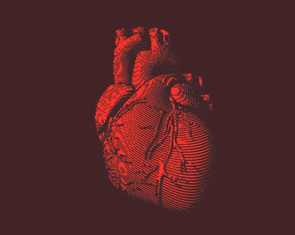 Red human heart illustration on brown BG — Stock Vector