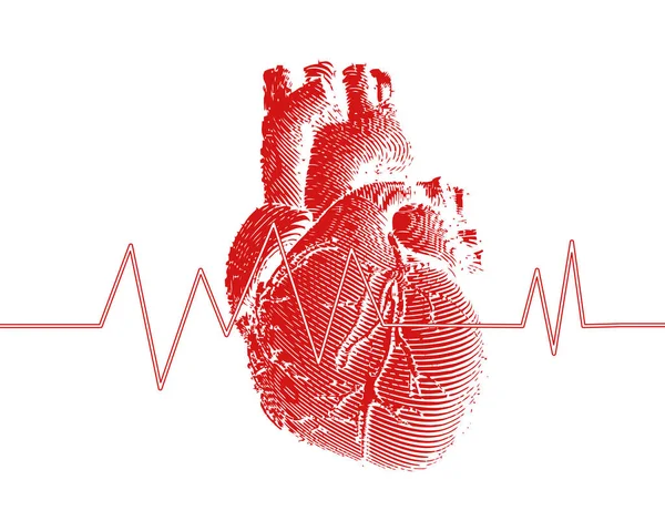 심장 박동 그래프 일러스트와 함께 붉은 인간의 마음 — 스톡 벡터