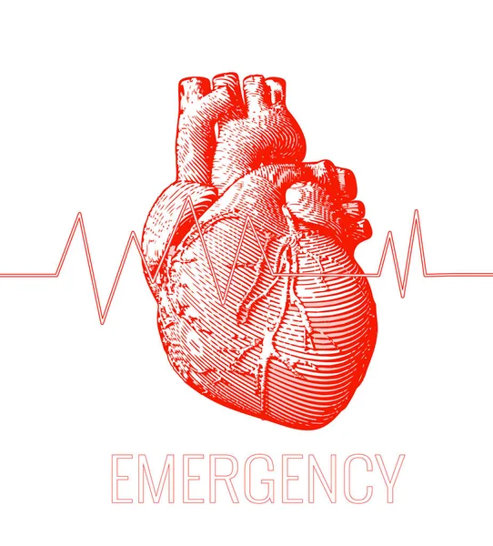 Coração humano vermelho com ilustração de gráfico de frequência cardíaca — Vetor de Stock