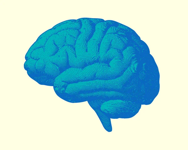 Gravure bleue sur cerveau illustration sur BG lumineux — Image vectorielle