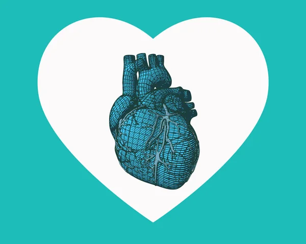 Γαλάζια ανθρώπινη καρδιά περίγραμμα σε σχήμα καρδιάς σύμβολο — Διανυσματικό Αρχείο