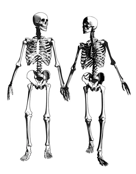 İskelet illüstrasyon çizim bir çift