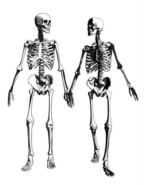 スケルトン図を図面のカップル — ストックベクタ