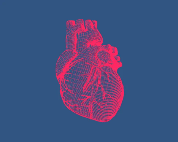Pink wireframe coração humano em azul BG — Vetor de Stock