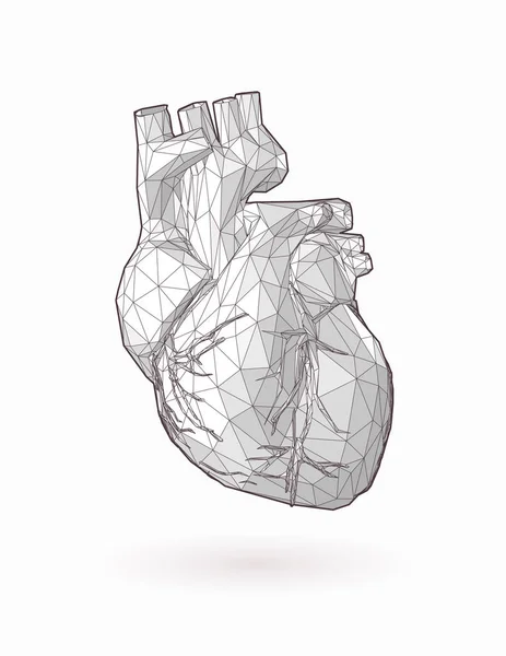 Low poly human heart graphic illustration on white BG — Stock Vector